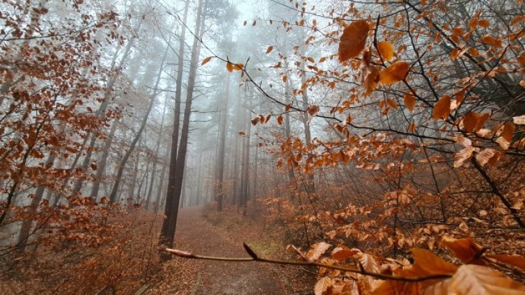 Времето днес: Студено, мъгливо и дъжд на места