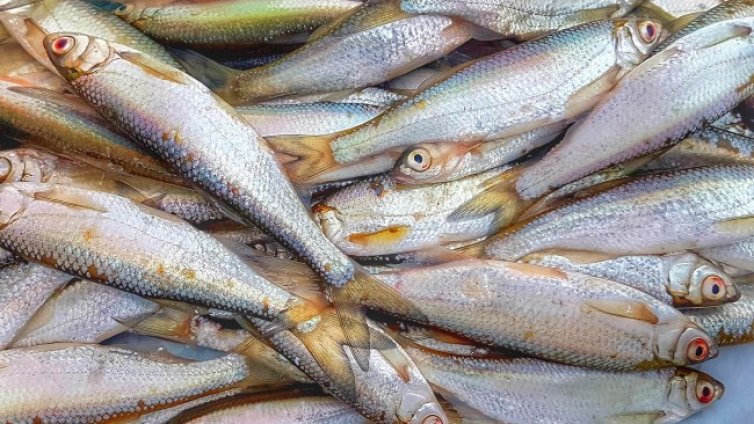 Масирани проверки на рибните магазини заради Никулден