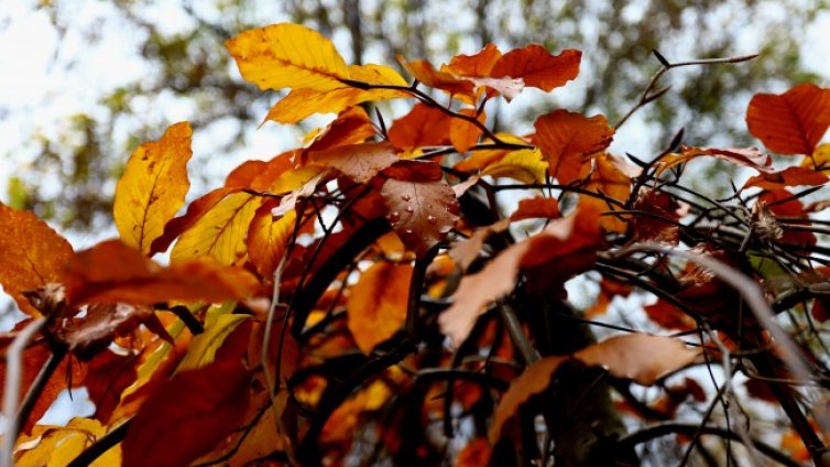 Облачно с по-интензивни валежи в Източна България