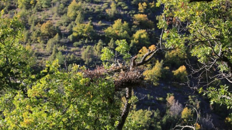 Бракониери убиха черен лешояд край Харманли