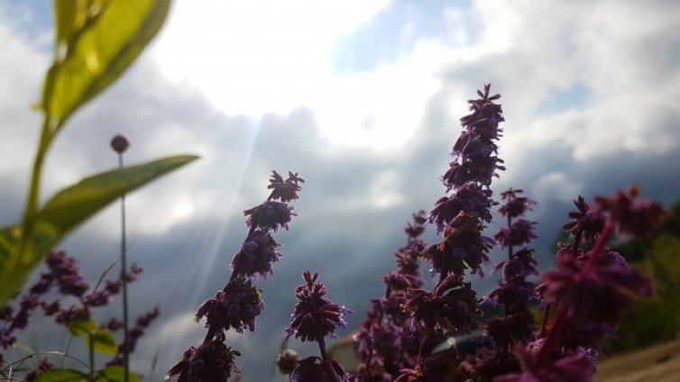 Седмицата започва с горещо време, живакът скача до 35&deg;