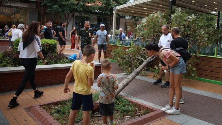 Дърво падна върху заведение на столичния бул. "Витоша"