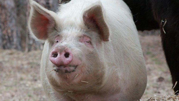 Климатичните промени съсипват гурме храните на Европа