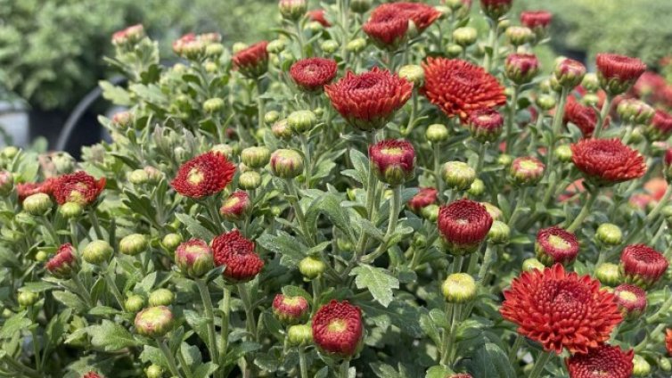 Ще преобладава слънчево време, температурите - до 24&deg;