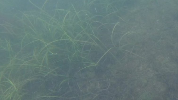 Бълбукащи рифове са открити за пръв път в Черно море край Зеленка