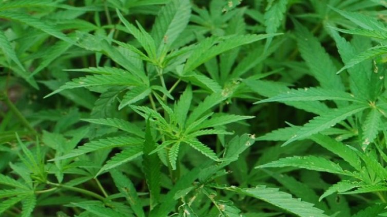 Спипаха 61-годишна гъркиня с 37 кг "трева" на борда