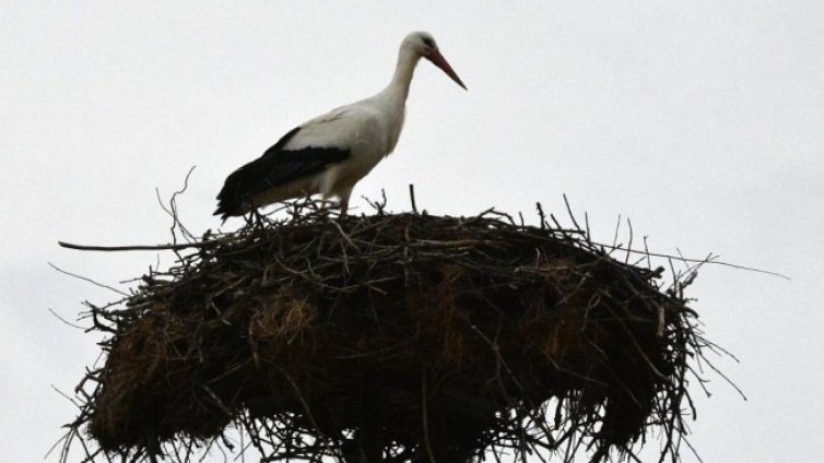 Първият щъркел кацна в Хасковско, избра си село Подкрепа