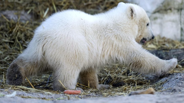 Бели мечки превзеха изоставена изследователска станция в руската част на Арктика