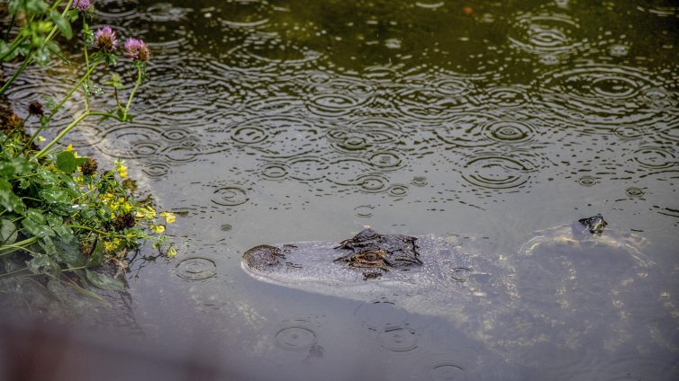 Праисторически крокодили са ловували, скачайки от дърветата