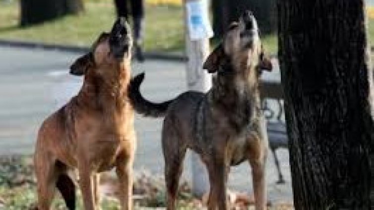 Сериен убиец на кучета издирват в Русенско