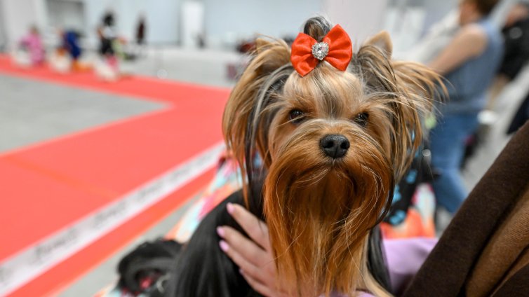 Приоритети: Поколението Z предпочита домашните любимци пред децата