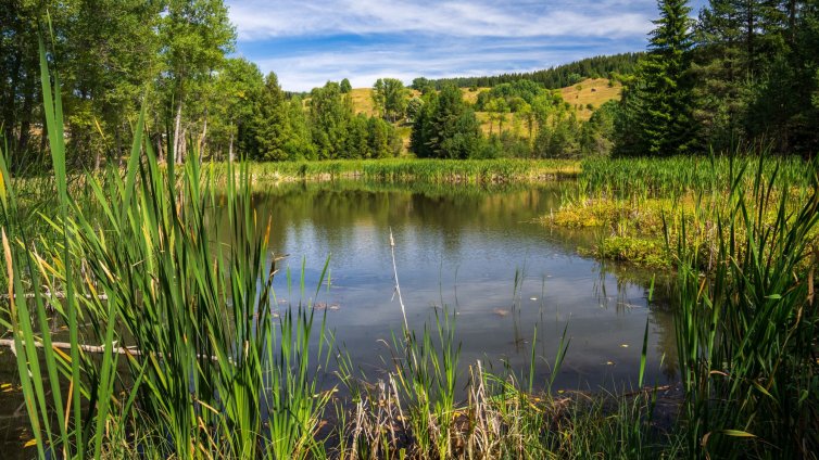 Успех за DEVIN и БФБ: Рядка орхидея е знак за възстановяването на торфищата в Чаирските езера
