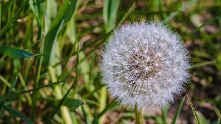 ГЛУХАРЧЕ - билката ЧУДО, което пречиства тялото, подкрепя сърцето и държи холестерола в норма. На ексклузивна цена!