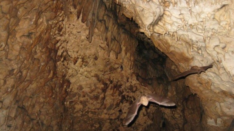 Отварят за посещение пещера &ldquo;Бисерна&rdquo;