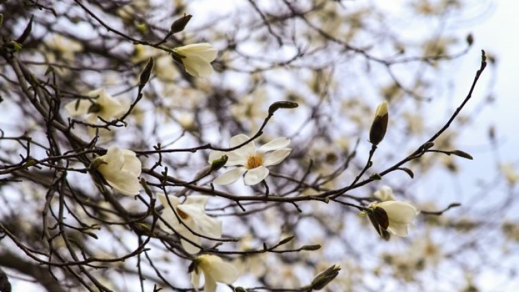 Жега до 30&deg; днес, продължава преносът на сахарски пясък