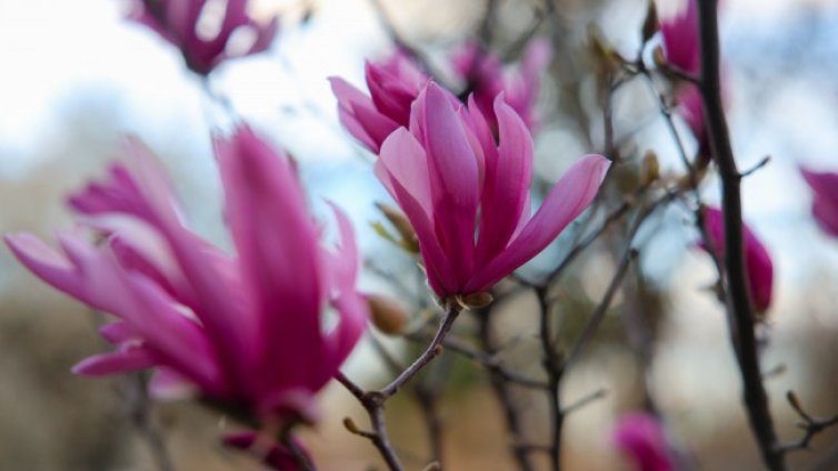 Валежи в част от България, в Добруджа и ще прегърми