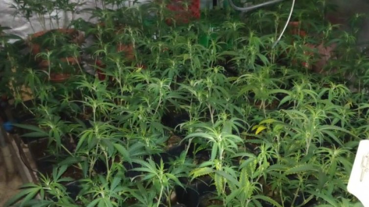 МВР откри нова наркооранжерия в &ldquo;Орландовци&rdquo;