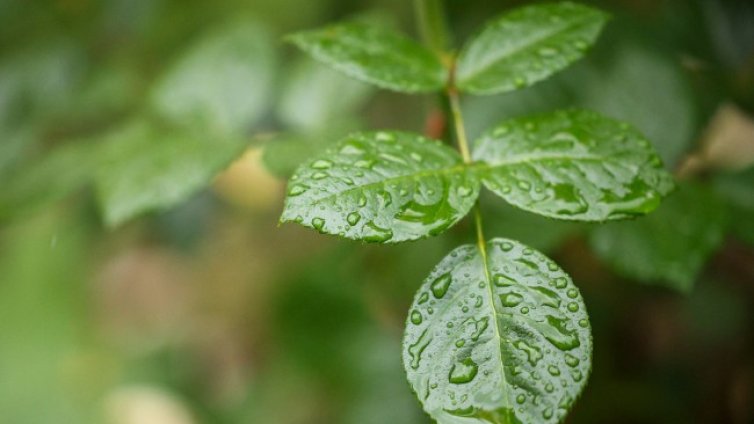 Облачно и с валежи в Западна България в четвъртък, по морето &ndash; слънце