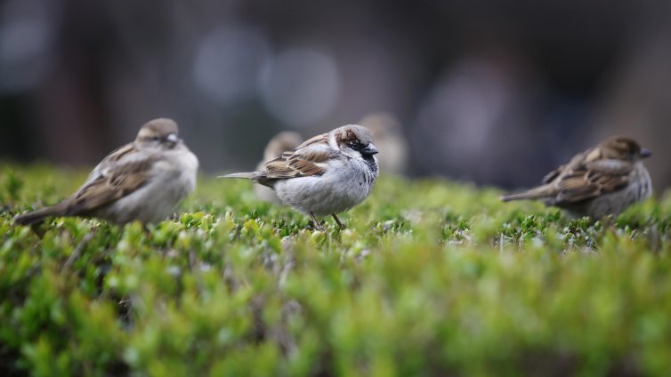 Какво ще е времето в почивния понеделник? 
