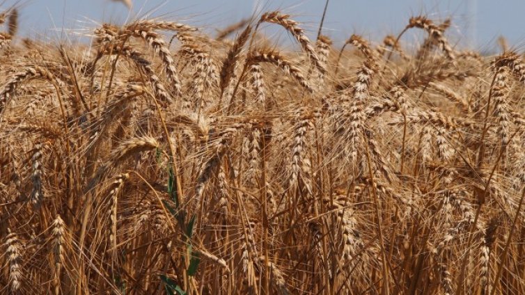 Въпреки климата: Житниците са пълни и цените на храните падат