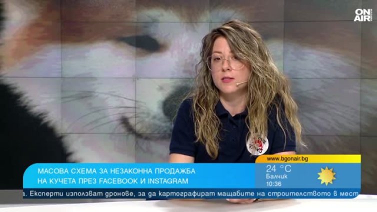 &ldquo;Четири лапи&rdquo; алармира за незаконна продажба на кучета в социалните мрежи
