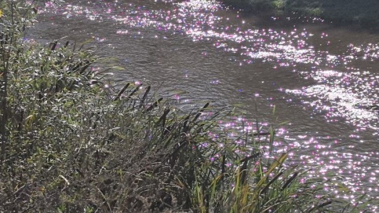 РИОСВ: Замърсена е р. Новачица в района на Ловен парк