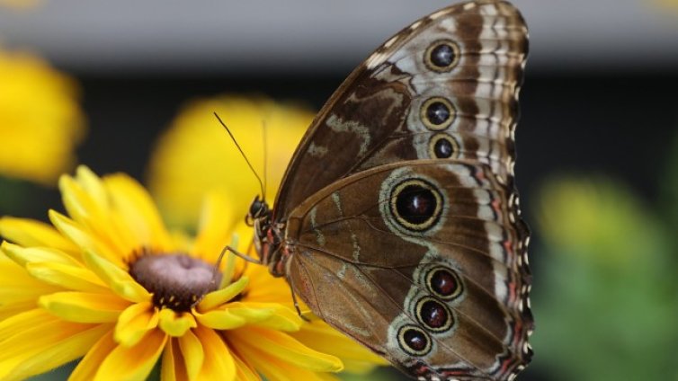 Изменението на климата е проблем за гладните пеперуди в Гърция