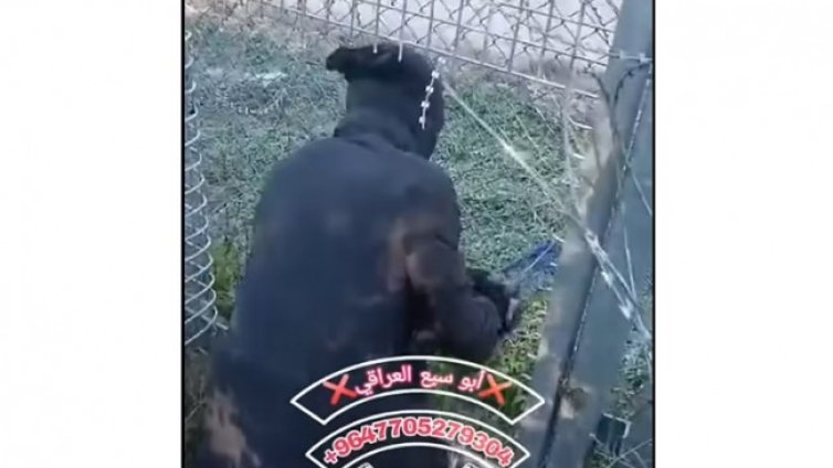 Мигранти с видео как се минава границата ни: Режат оградата и преминават 