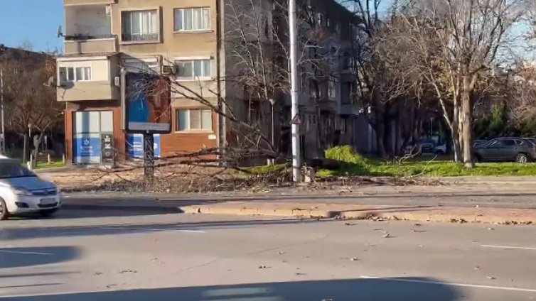  Силен вятър нанася щети в Пловдив, има изтръгнати дървета ВИДЕО