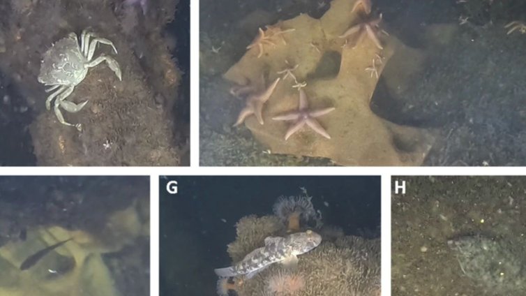 Нацистки бомби и мини се превърнаха в рифове, пълни с живот 