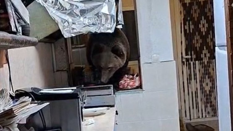 Вижте как мечка нахлу в къща за гости в Кресна и разгледа какво има в кухнята ВИДЕО