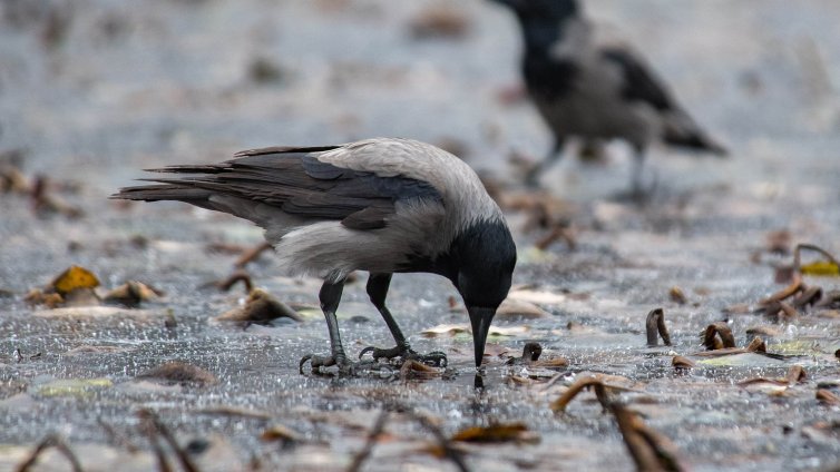 И утре мразовит ден, къде ще вали сняг?
