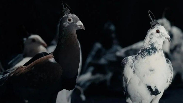 Шефът на компанията, създаваща гълъби-дронове, иска да препрограмира украинци 