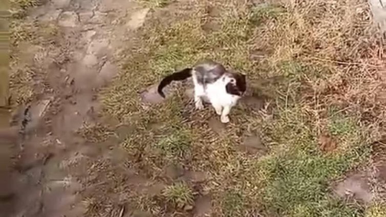 Фрапиращи ваши сигнали: Деца осакатяват животни и още... жестокости