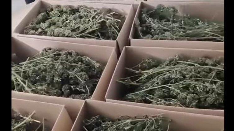 СДВР иззе над 150 килограма марихуана 