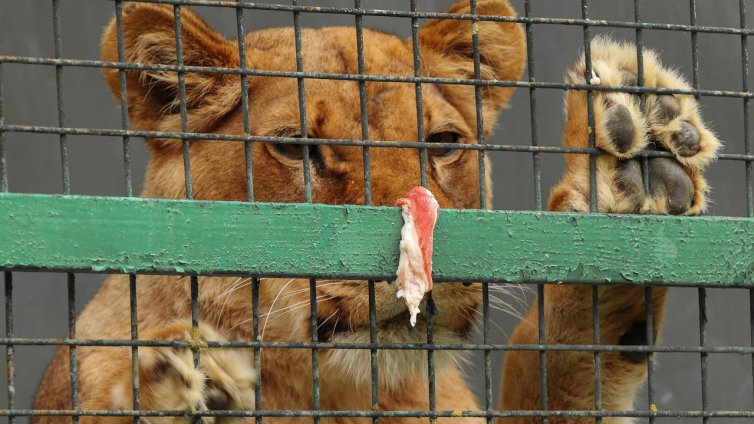 Зоопарк призова хората да даряват домашни любимци за храна на хищниците