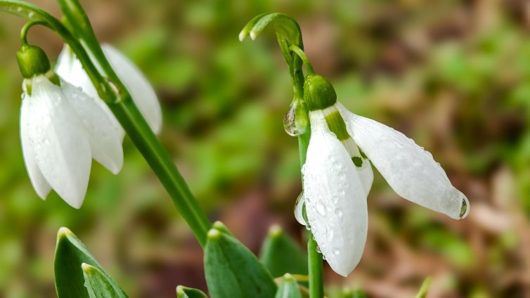 Какво ще е времето в празничния ден? 