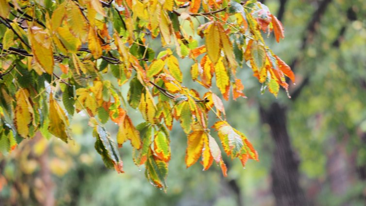 Времето днес: Превалявания, на места слънцето ще се показва 