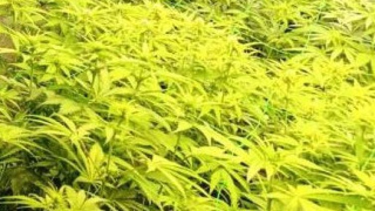 Полицаи окосиха близо 18 кг марихуана в смолянско село