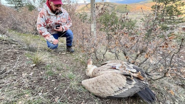 Отровените лешояди в района на Котел вече са шест