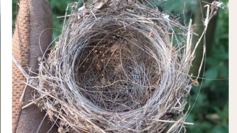 Птиците в Украйна правят гнезда от кабели за оптични дронове