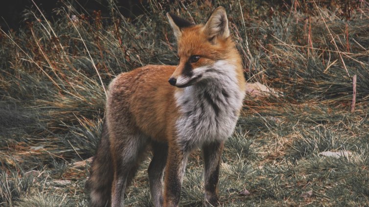 Ловен календар: Какъв дивеч можем да преследваме през различните сезони?
