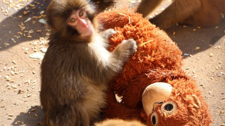 Макакът Пънч, който бе отхвърлен от своите и откри майчината любов в играчка ВИДЕО