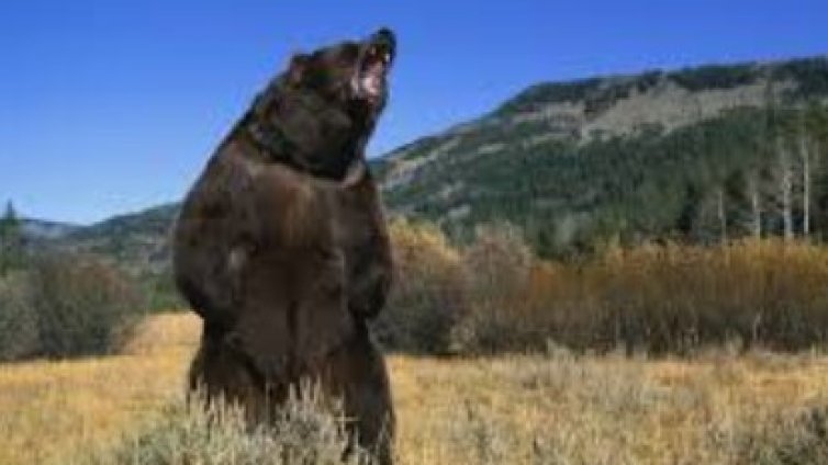 Съпруга спаси мъжа си от мечка в гората