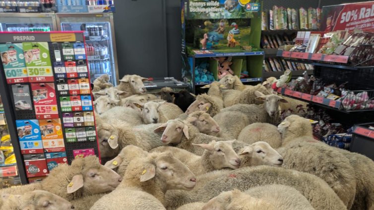 Овчар изпусна стадо овце, те нахълтаха в супермаркет ВИДЕО