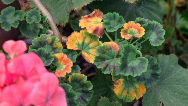 Защо листата на мушкатото пожълтяват?