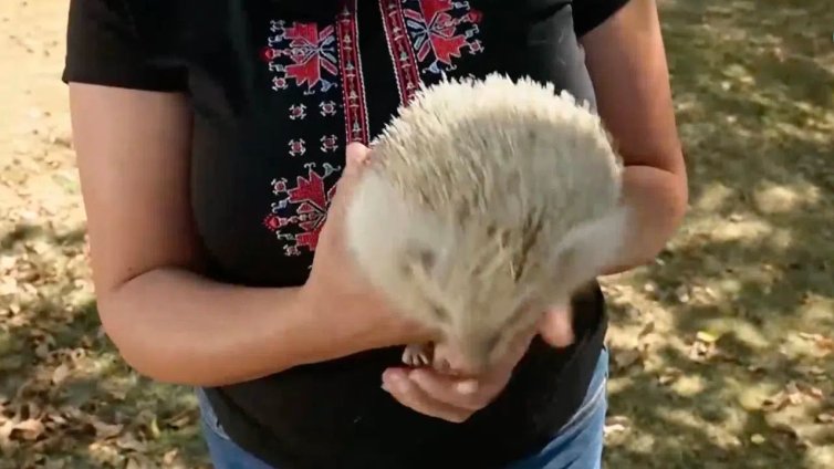 За първи път у нас: Намериха таралеж албинос в Лакатник