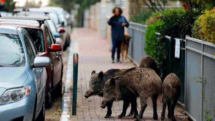 Стадо диви прасета се разходи в центъра на Солун