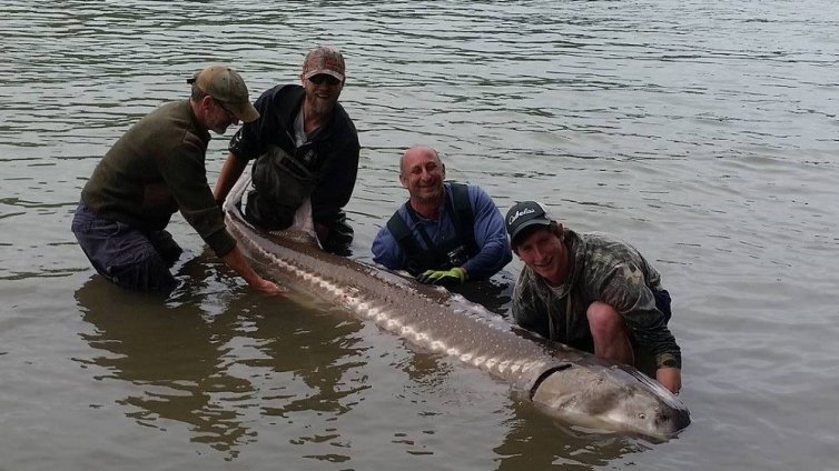 Рибари уловиха гигантска есетра край Бяла