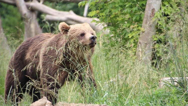 Горски спасиха безпомощно мече, открито в река край Смолян